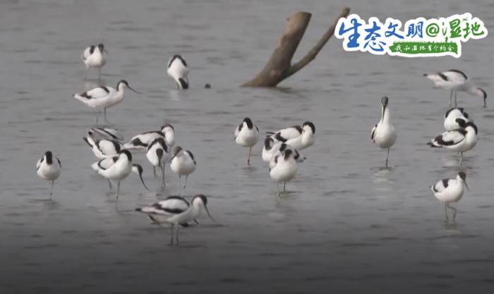  珍稀濒危候鸟飞抵南沙湿地 漫天飞羽蔚为壮观